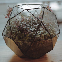 Plant enclosed in a polygon-like glass house